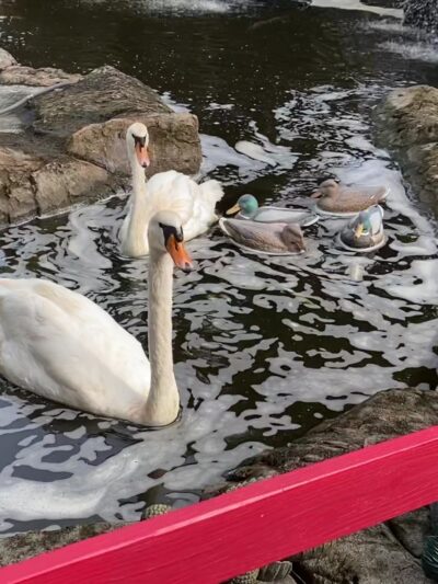 The Girls Strawberry U-Pick - Delray Beach, FL