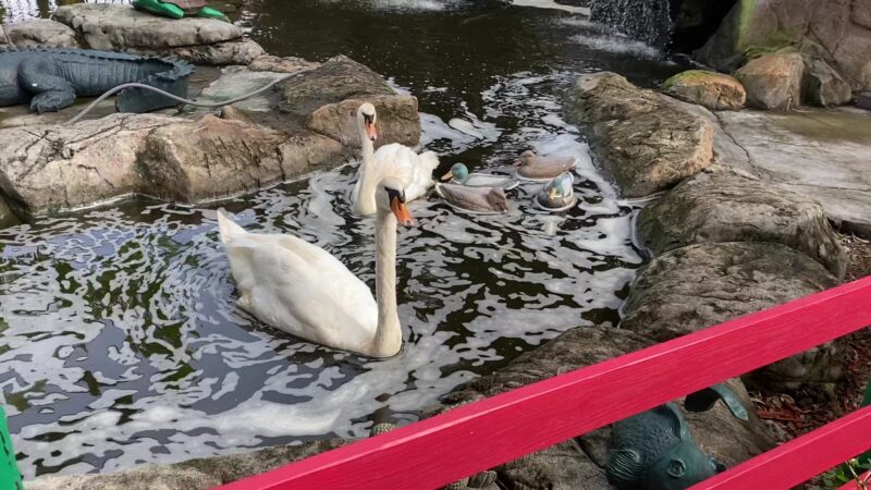 The Girls Strawberry U-Pick - Delray Beach, FL
