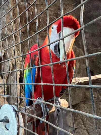 The Girls Strawberry U-Pick - Delray Beach, FL