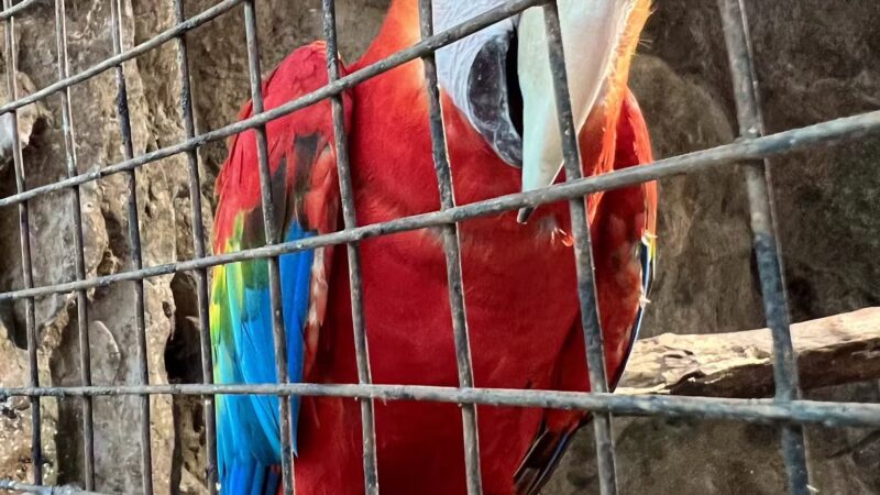 The Girls Strawberry U-Pick - Delray Beach, FL