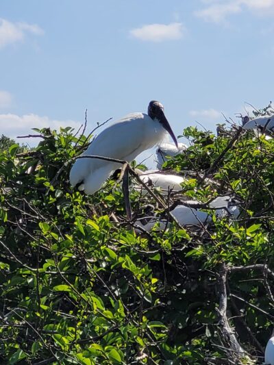 Wakodahatchee Wetlands - Delray Beach, FL