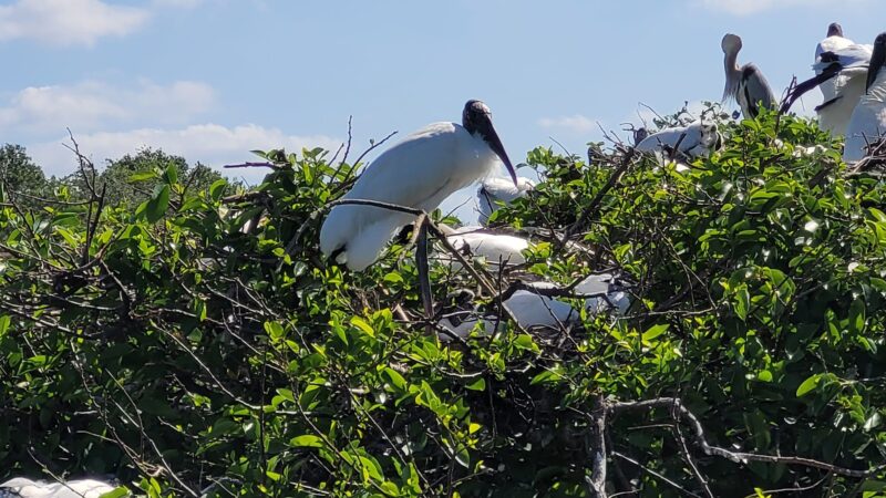 Wakodahatchee Wetlands - Delray Beach, FL