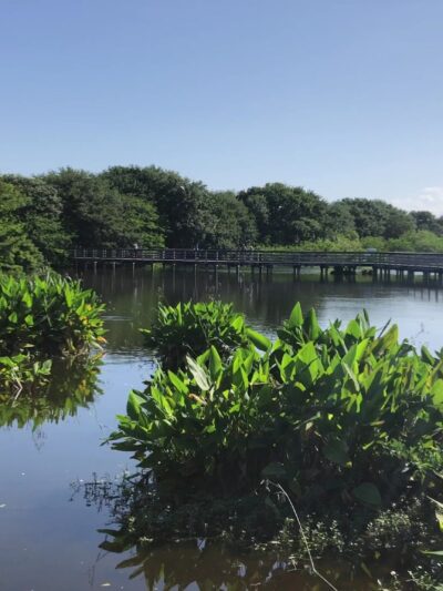 Wakodahatchee Wetlands - Delray Beach, FL