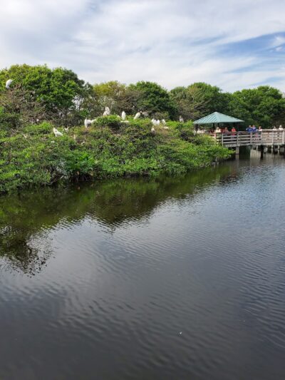 Wakodahatchee Wetlands - Delray Beach, FL