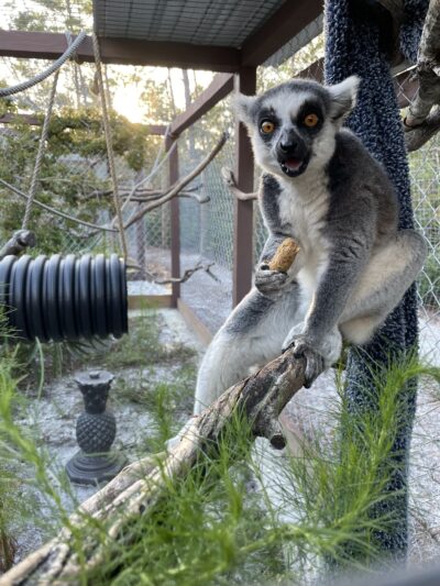 101 Paws and Claws - Deltona, FL