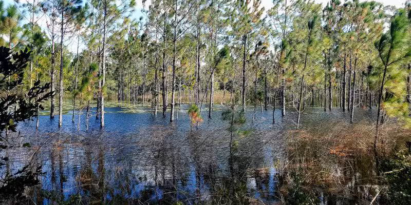Lyonia Preserve Trail Head - Deltona, FL
