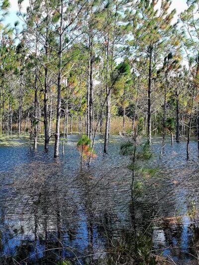 Lyonia Preserve Trail Head - Deltona, FL
