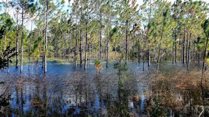 Lyonia Preserve Trail Head - Deltona, FL