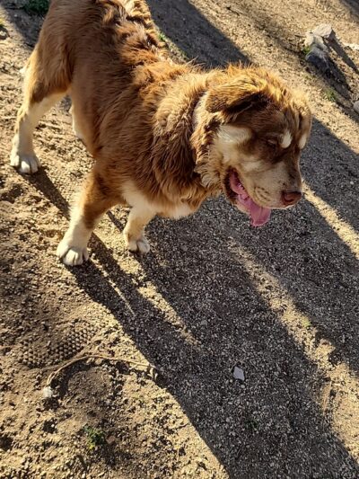Deming Dog Park - Deming, NM