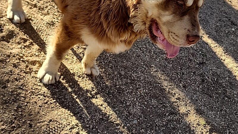 Deming Dog Park - Deming, NM