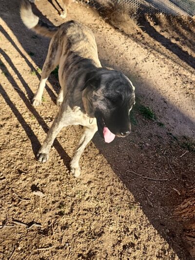 Deming Dog Park - Deming, NM