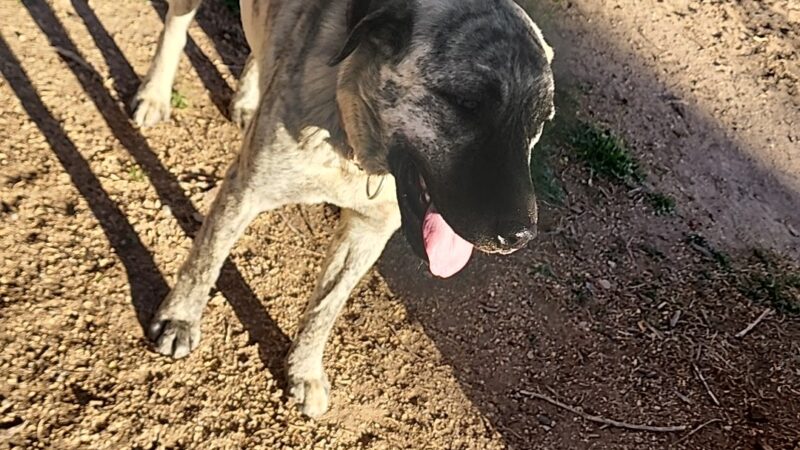 Deming Dog Park - Deming, NM