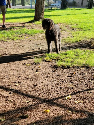 Deming Dog Park - Deming, NM