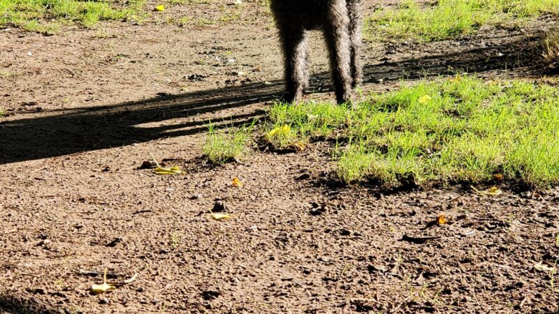 Deming Dog Park - Deming, NM