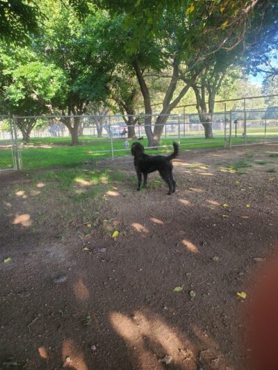 Deming Dog Park - Deming, NM