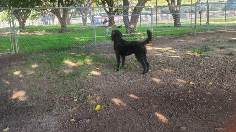 Deming Dog Park - Deming, NM