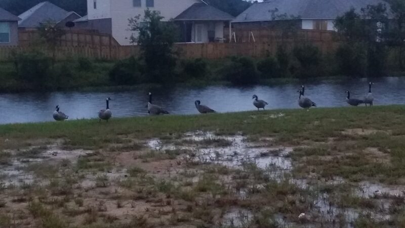 Lakes at North Park - Denham Springs, LA