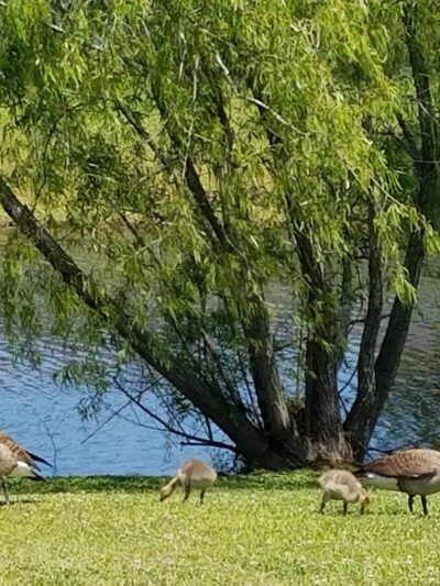 Lakes at North Park - Denham Springs, LA