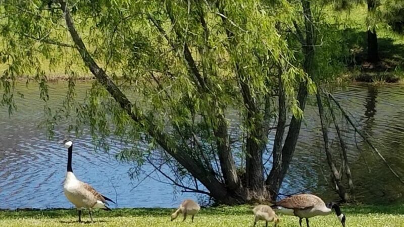 Lakes at North Park - Denham Springs, LA