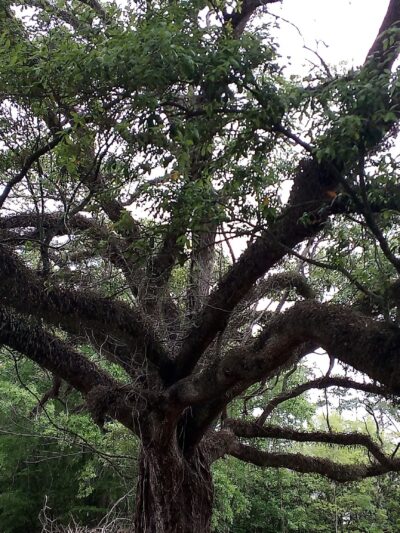 Spring Park - Denham Springs, LA