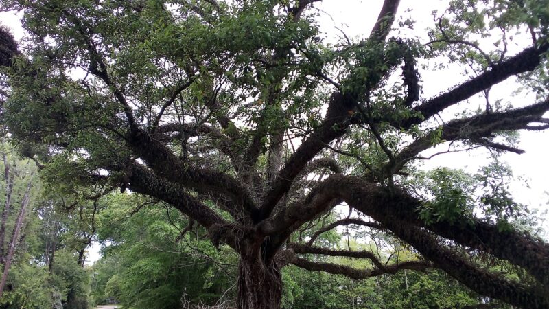 Spring Park - Denham Springs, LA