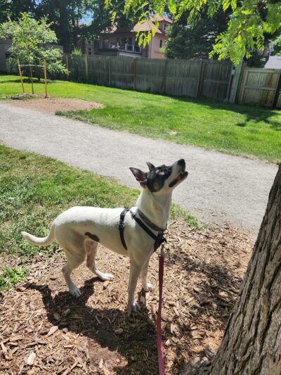 Fuller Dog Park - Denver, CO