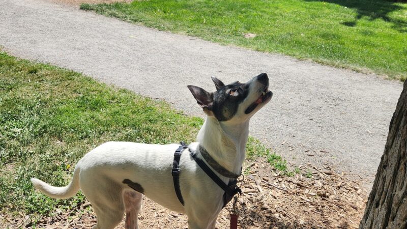 Fuller Dog Park - Denver, CO