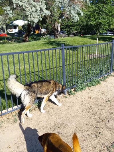 Fuller Dog Park - Denver, CO