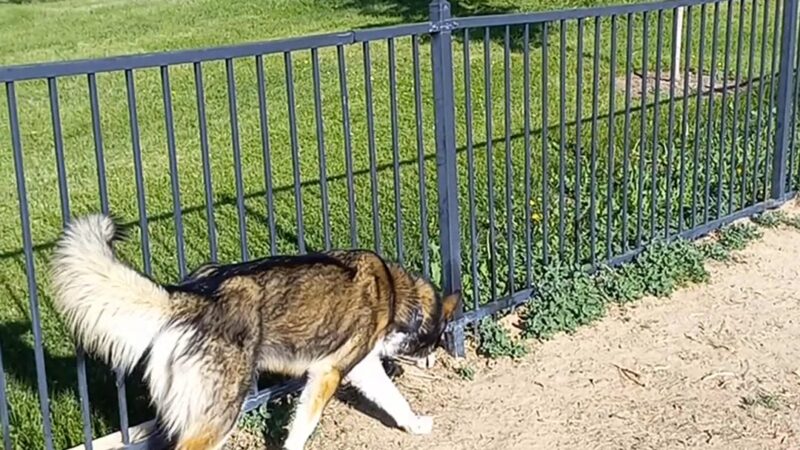 Fuller Dog Park - Denver, CO