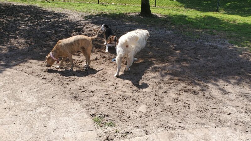 Destin Dog Park - Destin, FL
