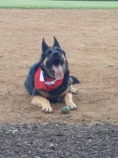 Detroit Lakes Dog Park - Detroit Lakes, MN