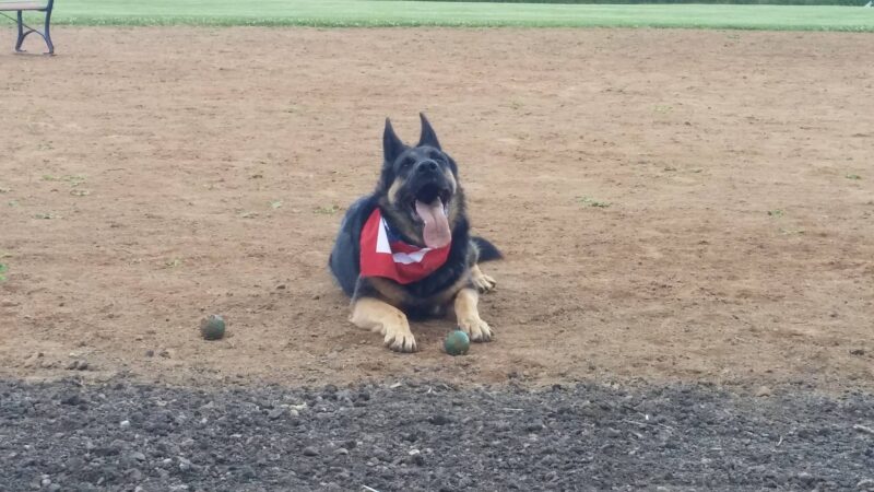 Detroit Lakes Dog Park - Detroit Lakes, MN