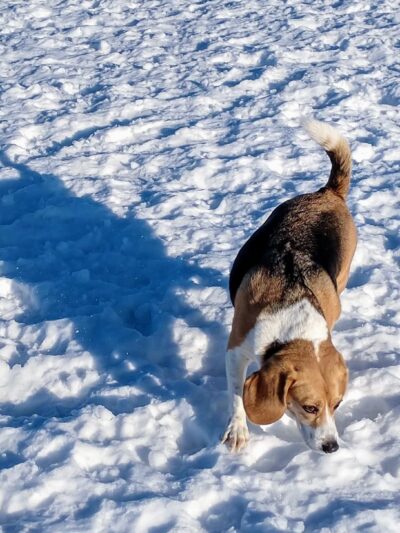 Detroit Lakes Dog Park - Detroit Lakes, MN
