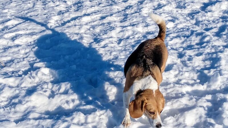 Detroit Lakes Dog Park - Detroit Lakes, MN
