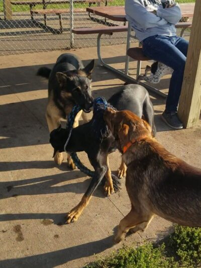 Detroit Lakes Dog Park - Detroit Lakes, MN