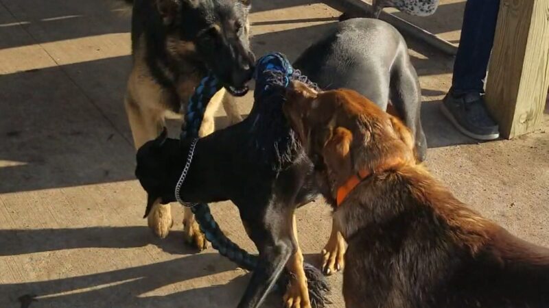Detroit Lakes Dog Park - Detroit Lakes, MN