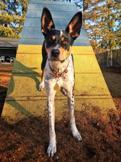 Diablo Peak Dog Sports - ,