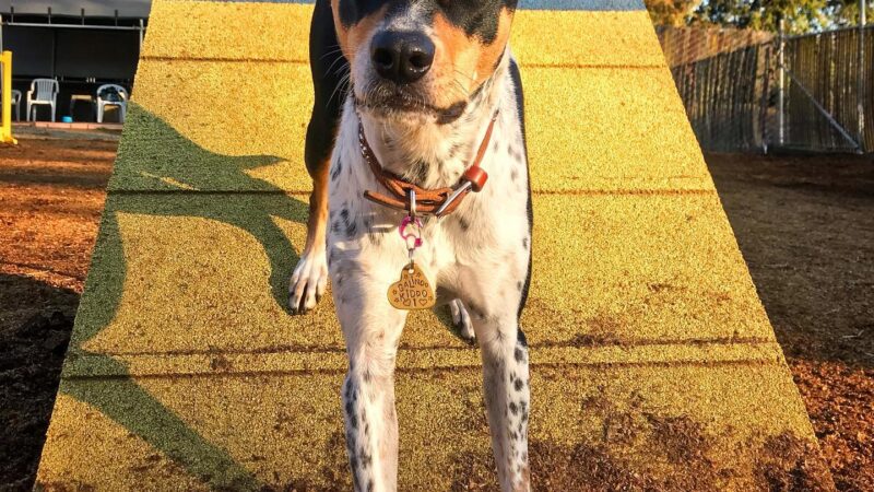 Diablo Peak Dog Sports - ,