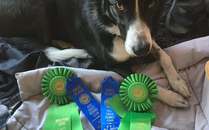 Diablo Peak Dog Sports - ,