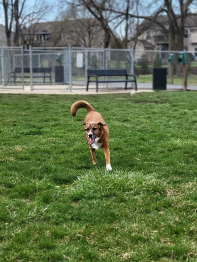 Dillsburg Community Park - Dillsburg, PA
