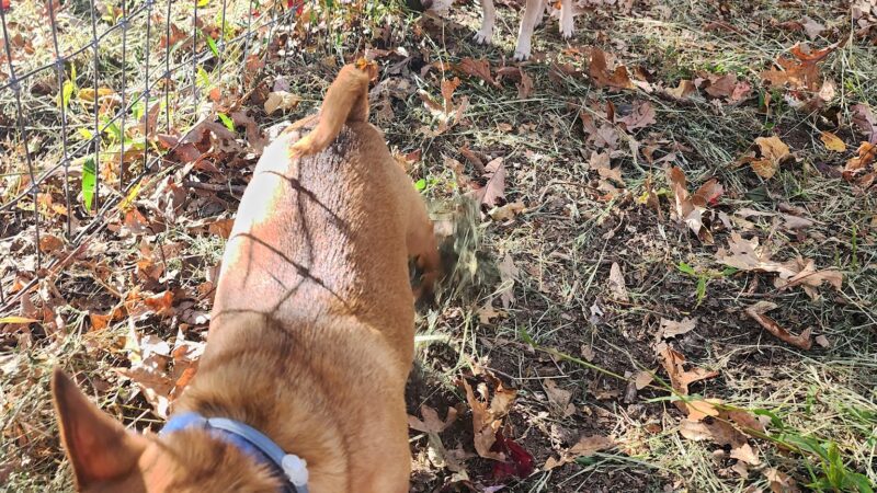 Wild Acres Dog Park - DINGMANS FRY, PA