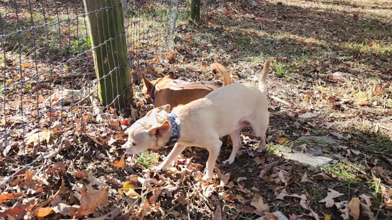 Wild Acres Dog Park - DINGMANS FRY, PA