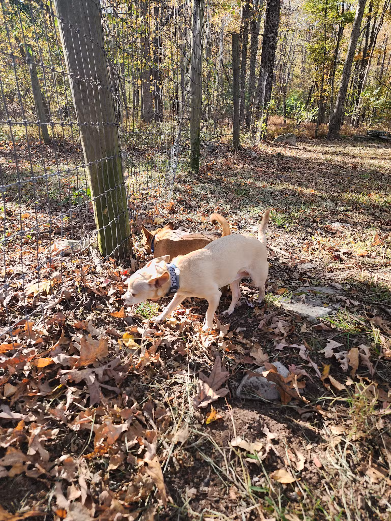 Wild Acres Dog Park - DINGMANS FRY, PA