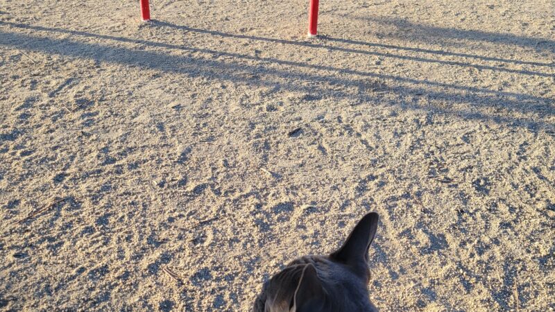 Hall Park Off Leash Dog Park - Dixon, CA