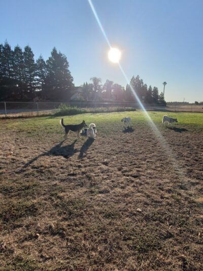 Hall Park Off Leash Dog Park - Dixon, CA