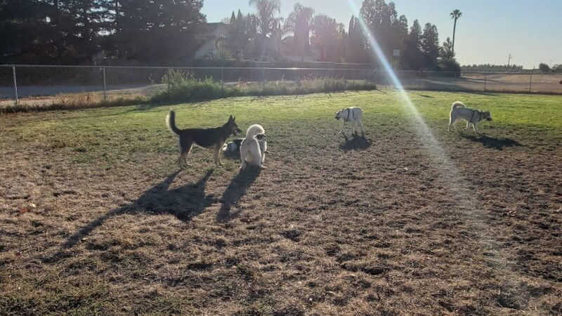Hall Park Off Leash Dog Park - Dixon, CA