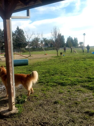 Hall Park Off Leash Dog Park - Dixon, CA