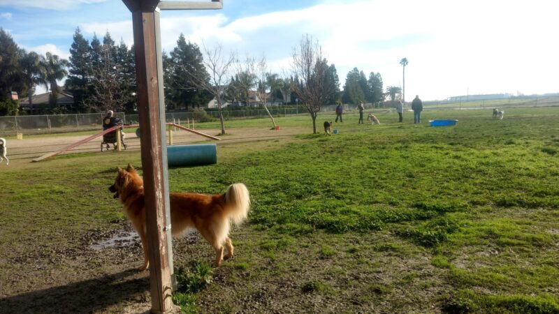 Hall Park Off Leash Dog Park - Dixon, CA