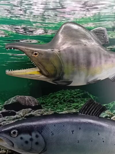 Dodd City Baseball/Softball Fields - Dodd City, TX