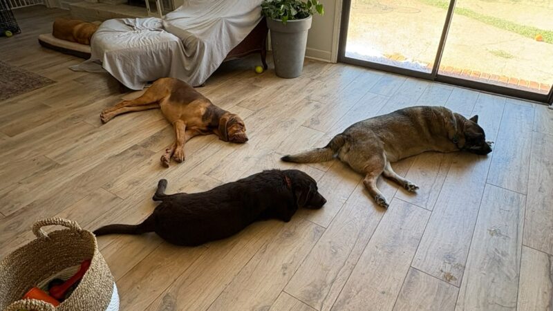 DoggSense Behavior & Training Co. - ,